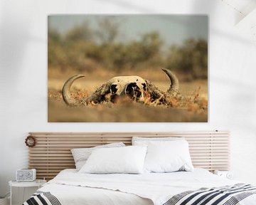 Schedel dode buffel in de natuur van Bobsphotography