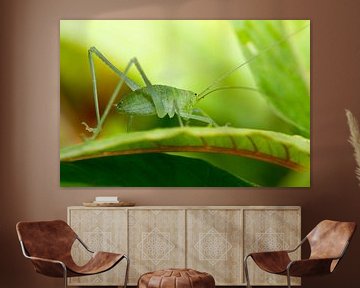 speckled bush-cricket sur Marcel Derweduwen