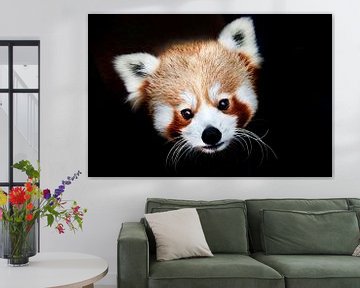 Portret Rode panda