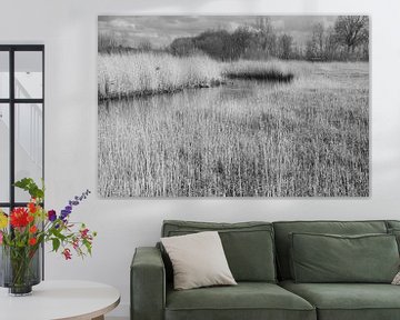 Natuur van Kuifje-fotografie