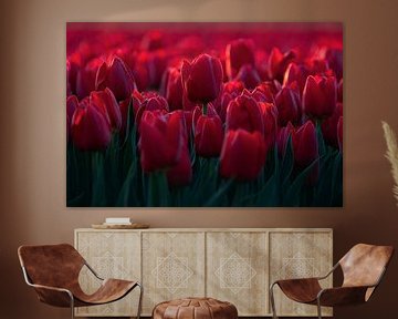 Rote Tulpen in den Niederlanden von Vincent Fennis