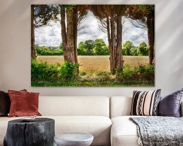 view through large trees on cornfield france by Ed Dorrestein