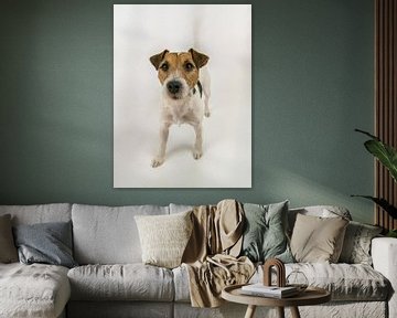 Kwispelende hond, Parson Russel Terrier van Moniek van Rijbroek