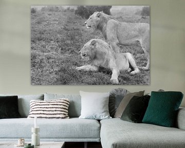 Twee wilde afrikaanse leeuwen zwart wit van Bobsphotography