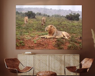Pride of lions van Bobsphotography
