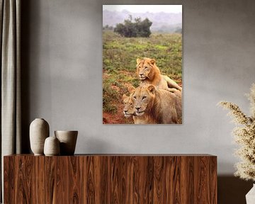 Drie afrikaanse leeuwen in de vrije natuur van Bobsphotography