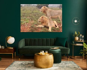Twee wilde afrikaanse leeuwen van Bobsphotography