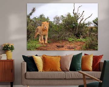 Afrikaanse leeuw in natuurlijke omgeving van Bobsphotography