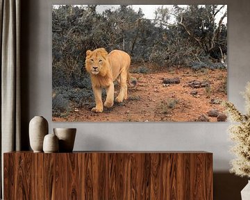 Afrikaanse leeuw in natuurlijke omgeving aan het jagen van Bobsphotography
