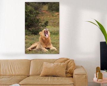 Yawning lion shows its teeth by Bobsphotography