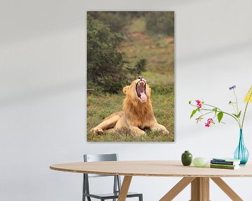 Gapende leeuw laat zijn tanden zien van Bobsphotography