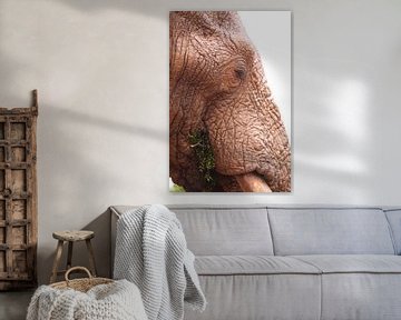 Close up van etende afrikaanse olifant van Bobsphotography