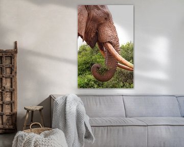 Close up of eating african elephant by Bobsphotography