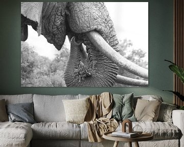 Close up van etende afrikaanse olifant zwart wit van Bobsphotography