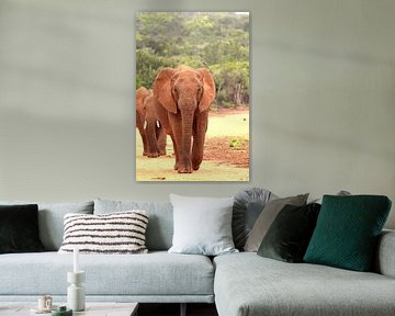 Twee afrikaanse olifanten op pad van Bobsphotography