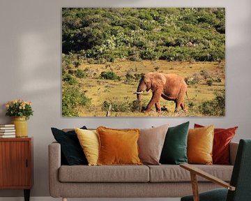 African elephant walks the savannah in the wilderness by Bobsphotography