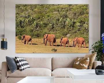 Groep afrikaanse olifanten in de vrije natuur van Bobsphotography