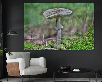 Paddestoel in het Bos