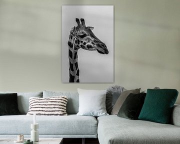 Portrait of giraffe