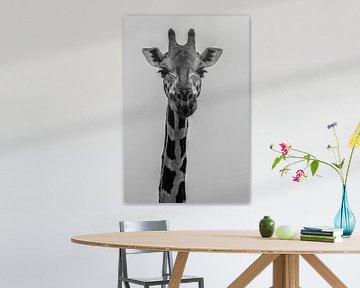 Black and white portrait of a giraffe