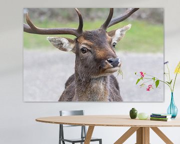 Portret Damhert Amsterdamse Waterleidingduinen van Merijn Loch