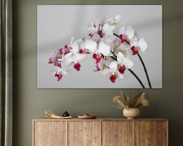 Orchideeën van Karina Baumgart