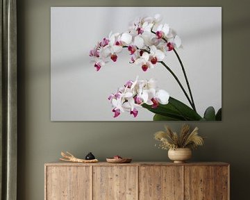 Orchidee van Karina Baumgart