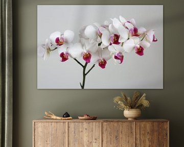 Orchidee van Karina Baumgart