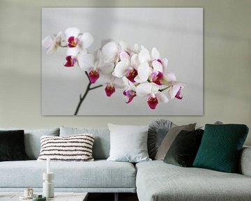 Orchid by Karina Baumgart