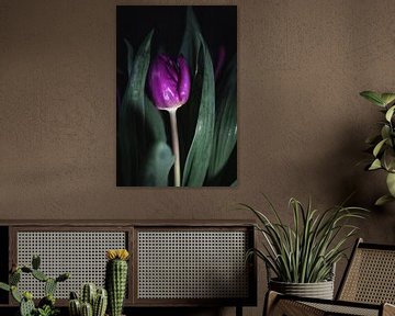 Tulpe im Dunkeln von Marjon Boerman