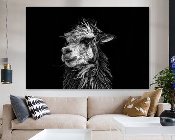 Black and white picture of a Peruvian llama against a black background. Wout Cook One2expose by Wout Kok