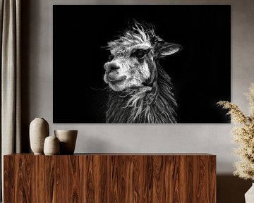 Schwarz-Weiß-Bild eines peruanischen Lamas vor schwarzem Hintergrund. Wout Cook One2expose von Wout Kok