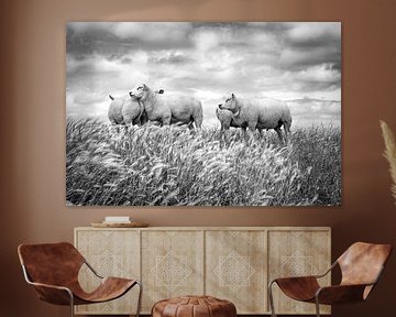 Schafe vor einem typisch niederländischen Wolkenhimmel. Das Bild wurde in Friesland aufgenommen. Wou von Wout Kok