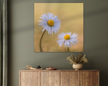 Marguerites sur Yvon van der Laan