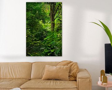 Rainforest by Joran Quinten