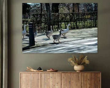 brunssum Geese on zebra crossing by Bas Quaedvlieg