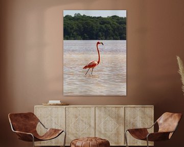 Wilder Flamingo Celestún, Mexiko von Speksnijder Photography