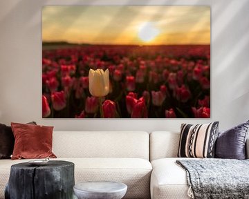 Tulip at sunset by André Dorst