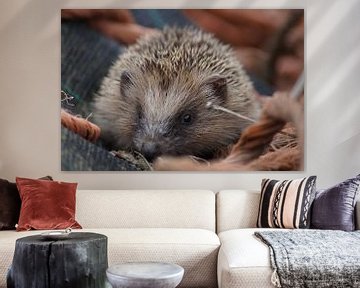 Hedgehog by Manongraphy