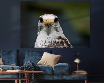 Roofvogel