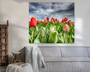 Red Tulips 2020 H by Alex Hiemstra