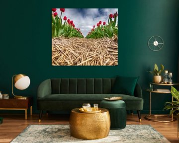 Red Tulips 2020 E by Alex Hiemstra