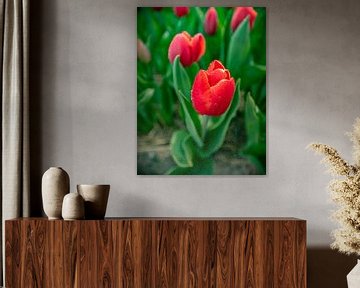 Red Tulips 2020 C by Alex Hiemstra