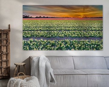 Flowering bulb fields during sunrise