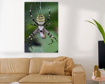 Wasp spider by Kurt Hohenbichler