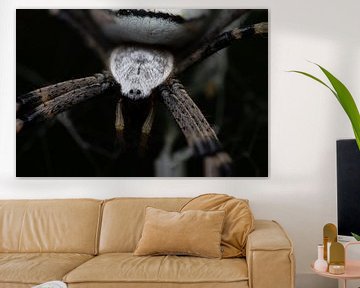 Wasp spider by Kurt Hohenbichler