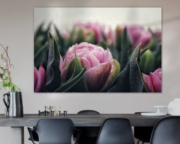 Beautiful tulip by Dolphie's Fotografie