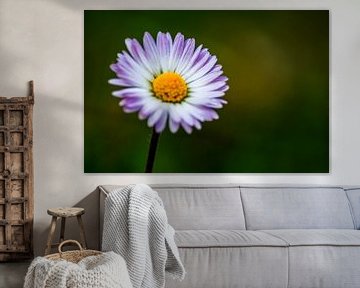 Concept flora : Daisy-liefde van Michael Nägele