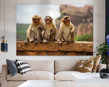 Trois singes sur un mur en Inde sur Camille Van den Heuvel
