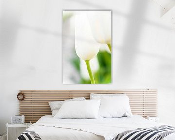 Witte tulpen tegen groene achtergond van Fotografiecor .nl